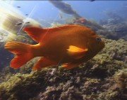 Boris Final Effects Complete v 6.0 For Adobe CS5/CS4/CS3