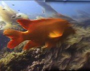 Boris Final Effects Complete v 6.0 For Adobe CS5/CS4/CS3