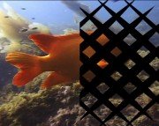 Boris Final Effects Complete v 6.0 For Adobe CS5/CS4/CS3