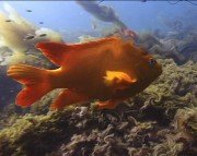 Boris Final Effects Complete v 6.0 For Adobe CS5/CS4/CS3