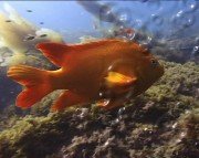 Boris Final Effects Complete v 6.0 For Adobe CS5/CS4/CS3