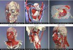 Интерактивная анатомия 3D + Атлас человеческой анатомии 3